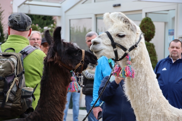 Lama Wanderung in der Klinik Frankenwarte Lama Wanderung in der Klinik Frankenwarte