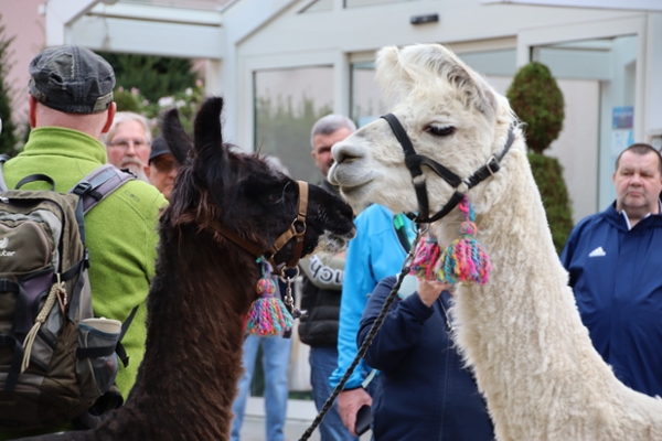 Lama Wanderung in der Klinik Frankenwarte